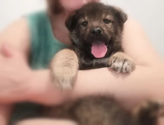 Щенки мальчики ищут дом - Животные в Чита