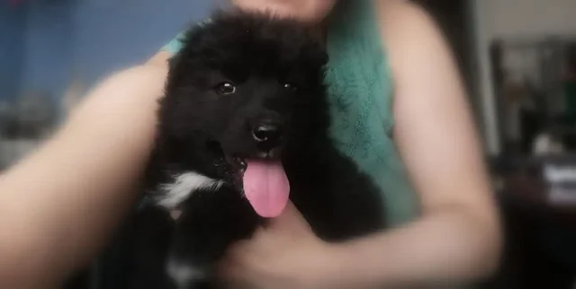 Щеночек мальчик 2 месяца ищет дом - частное объявление в Чита