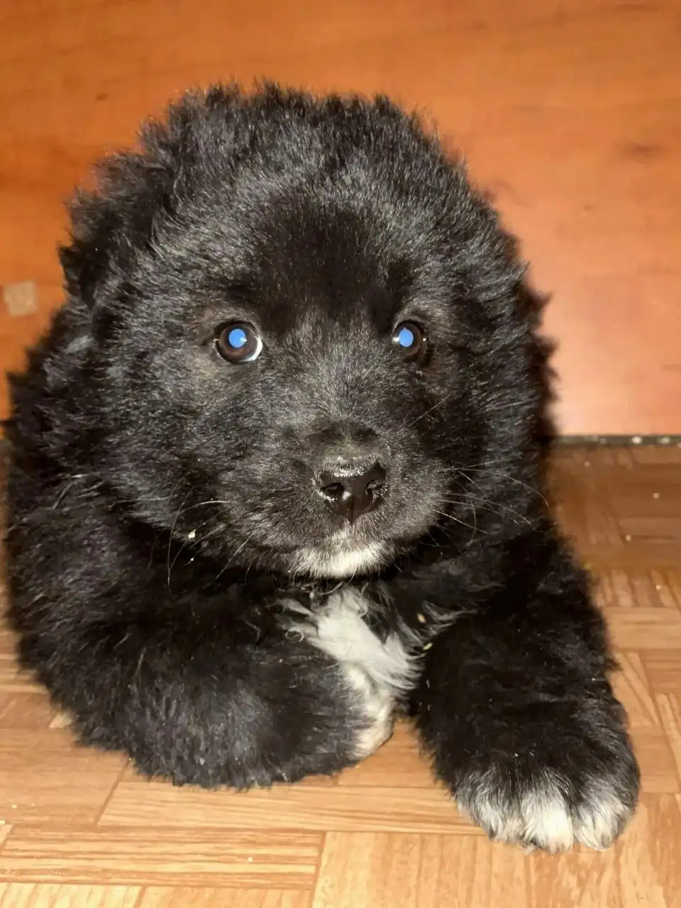 Щеночек мальчик 2 месяца ищет дом - Собаки (Животные) в Чита