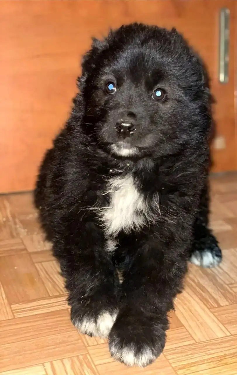 Щеночек мальчик 2 месяца ищет дом - Собаки (Животные) в Чита