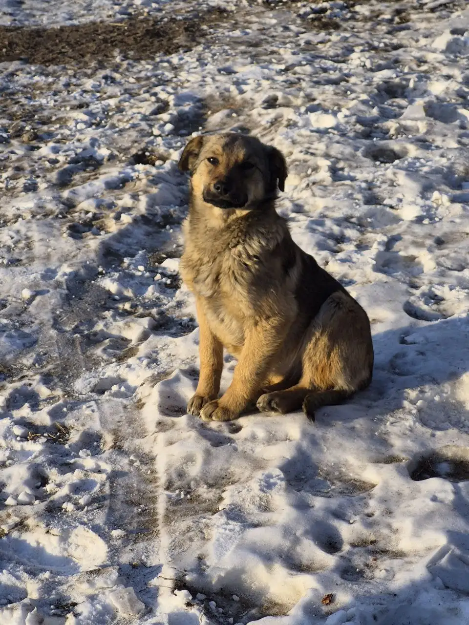 Щенок девочка 5 месяцев ищет дом - Собаки (Животные) в Чита