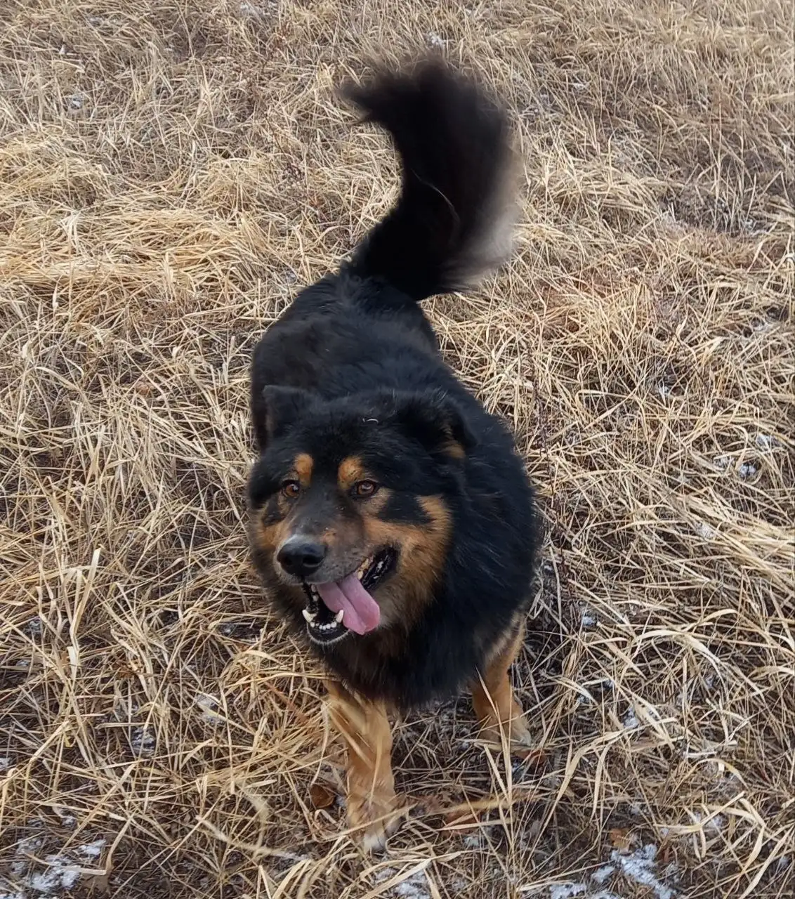 Джек, собака 4 года, ищет дом - Собаки (Животные) в Чита