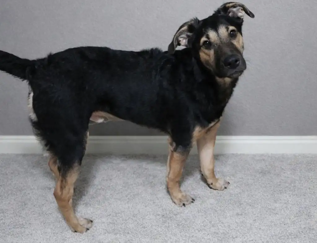 Щенок для квартиры - Собаки (Животные) в Чита