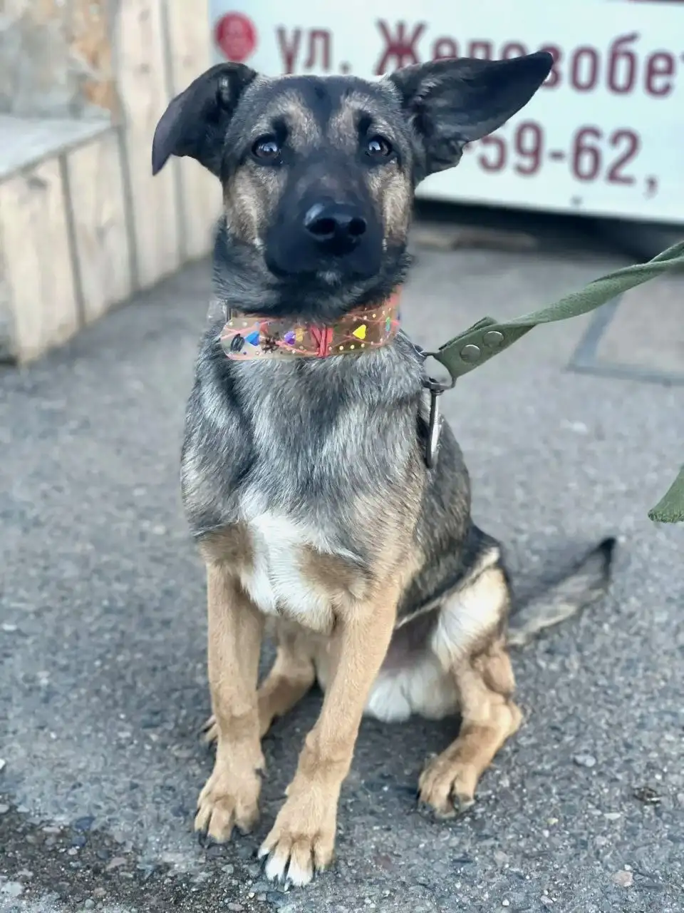 Щенок ищет дом - Собаки (Животные) в Чита