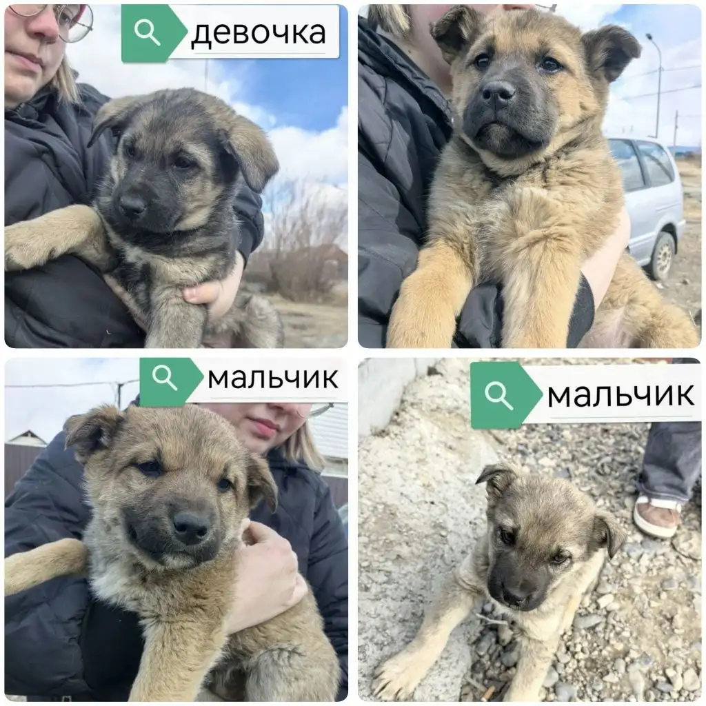 Отдам щенков в хорошие руки - Собаки (Животные) в Чита