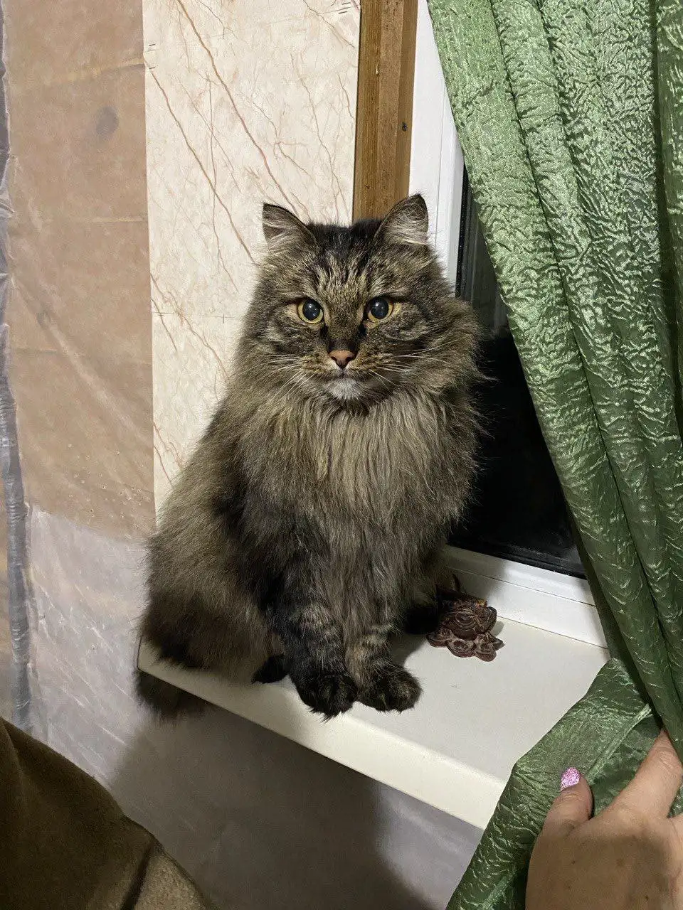 Ищем хозяев для кота Евсея - Животные в Чита