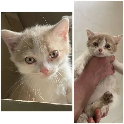 Котята ищут дом - Животные в Чита