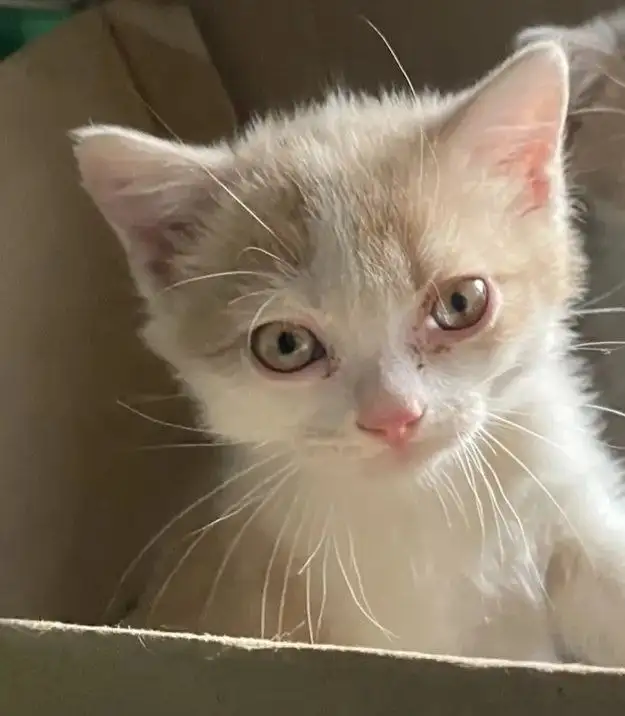 Котенок, девочка ищет дом - Кошки (Животные) в Чита