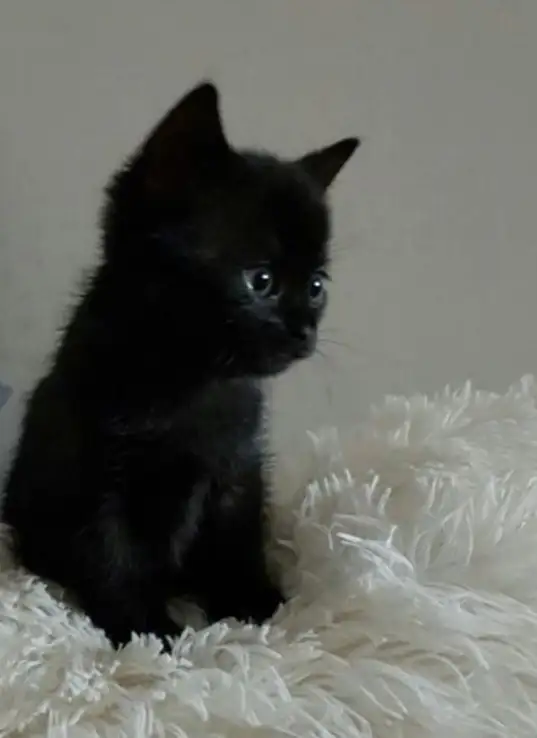 Бесплатные котята в добрые руки - Кошки (Животные) в Чита