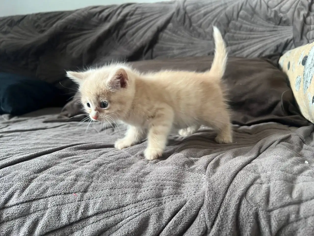 Отдам котят в хорошие руки - Кошки (Животные) в Чита