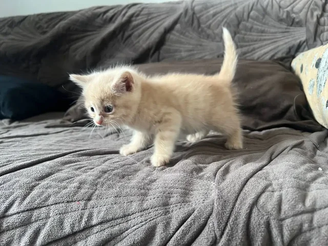 Отдам котят в хорошие руки - Кошки в Чита