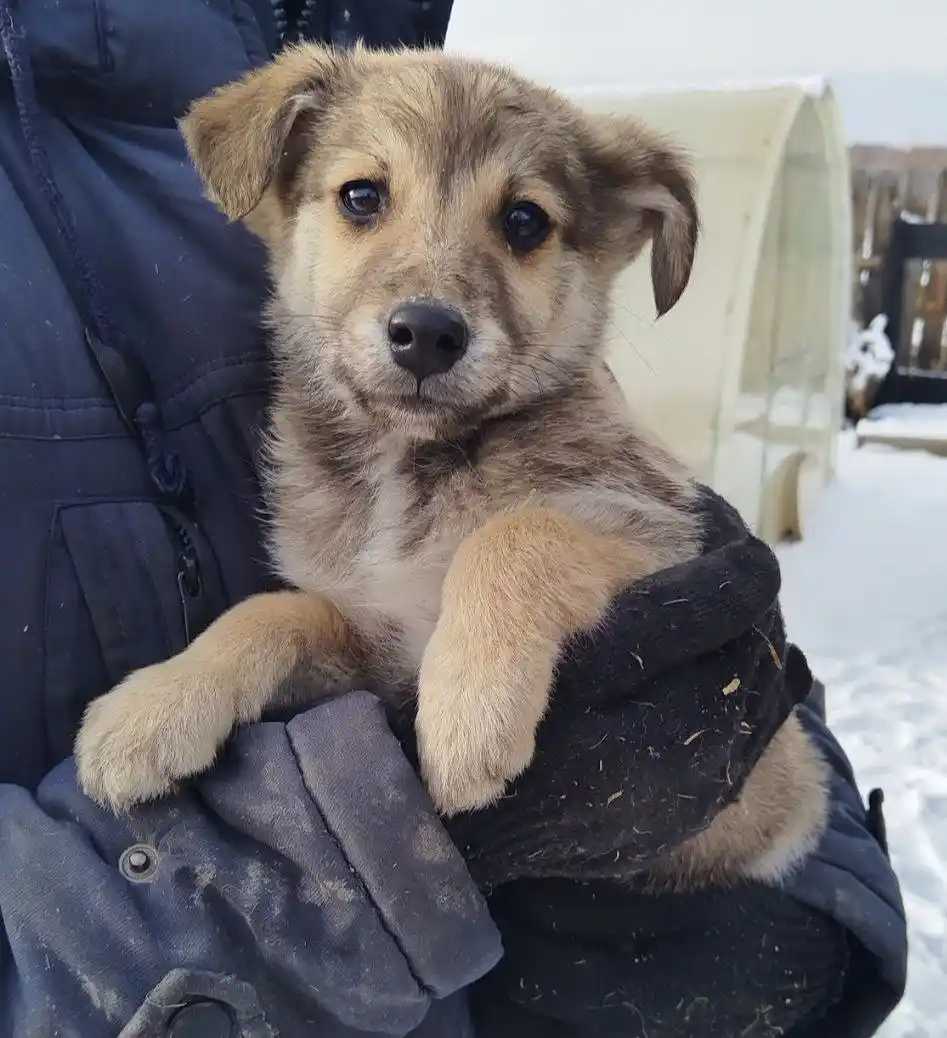 Щенок ищет дом - Животные в Ангарск