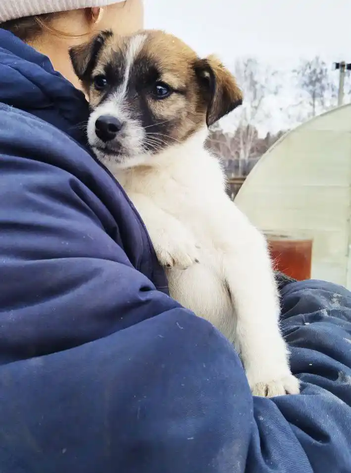 Малышка ищет дом - Животные в Ангарск