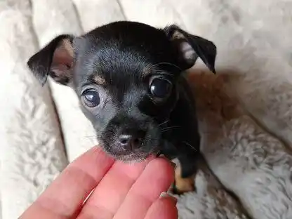 Русский той терьер мальчик - Животные в Ангарск