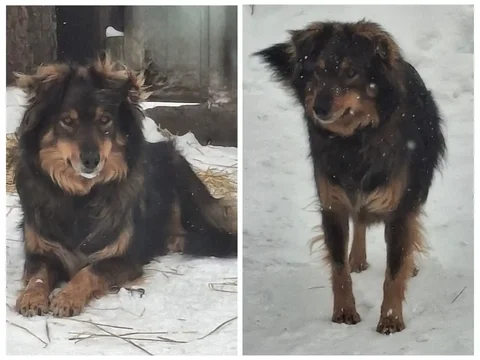 Миша - собака в добрые руки - Животные в Ангарск