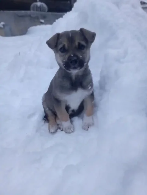 Щенок ищет дом - Животные в Ангарск