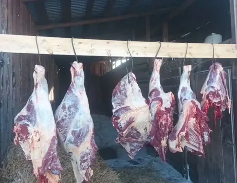 Продам мясо молодое свежее сочное - Животные в Ангарск