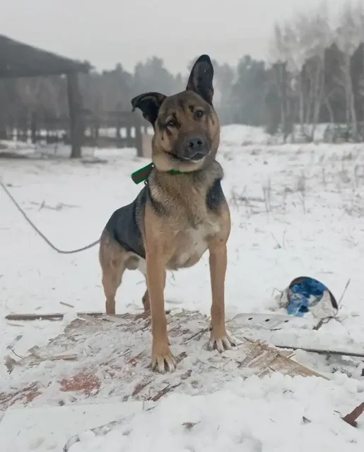 Отдам в добрые руки активного щенка для охраны - Животные в Ангарск