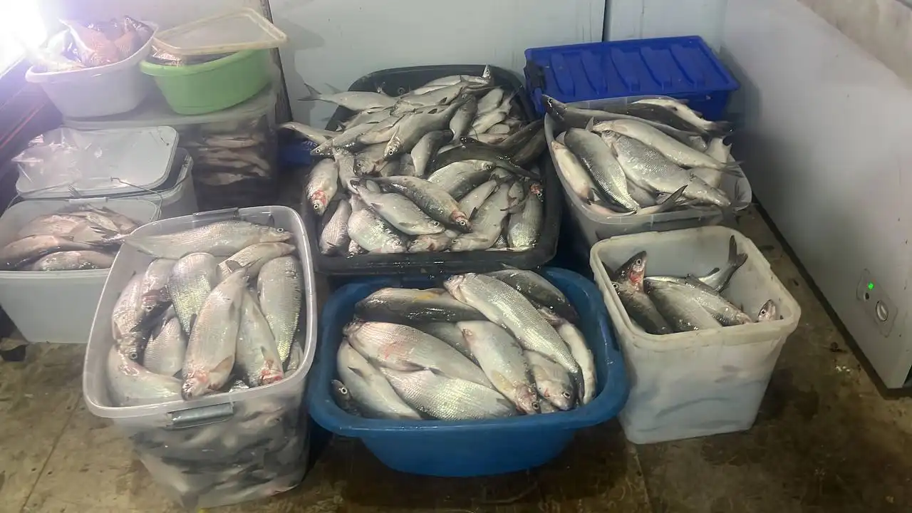 Продажа мяса и рыбы: говядина, свинина, баранина, птица, сиг, пелядь, лещ