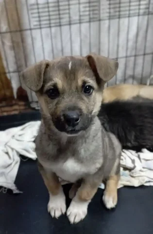 Щенок ищет дом - Животные в Ангарск