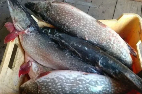 Наисвежайшая щука с Байкала к Новому году - Хобби и отдых в Ангарск