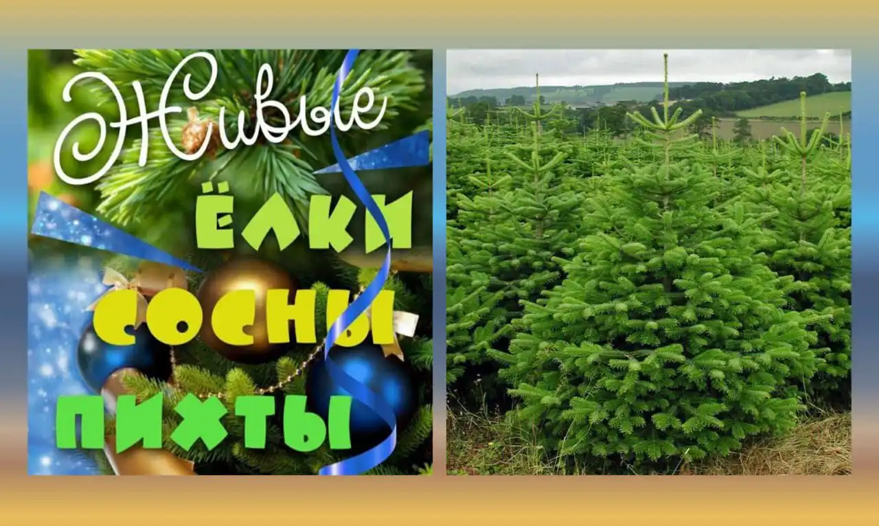 Продажа свежесрубленных ёлок, сосен и пихт с доставкой в Иркутске