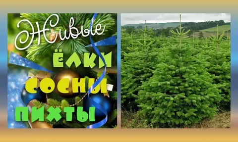 Продажа свежесрубленных ёлок, сосен и пихт с доставкой в Иркутске - Хобби и отдых в Иркутск
