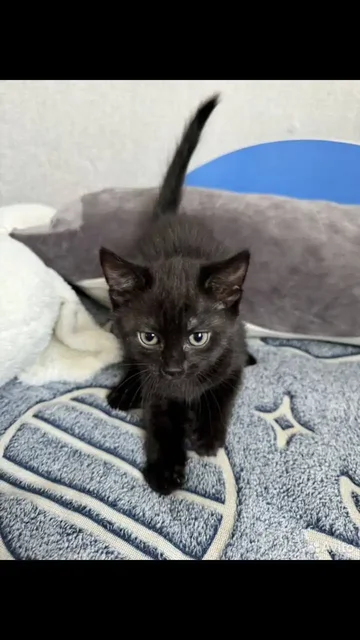 Котенок британской породы в добрые руки - Животные в Ангарск