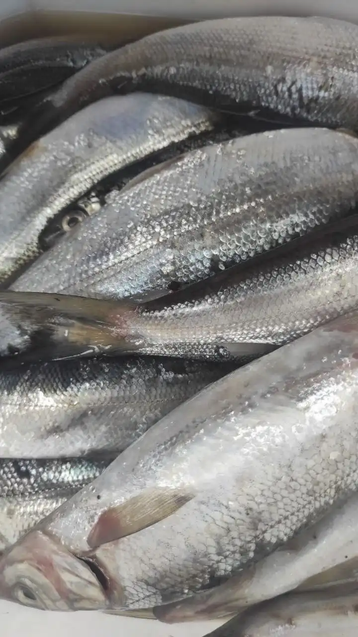 Омуль байкальский свежий и малосольный