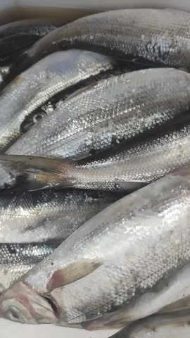 Омуль байкальский свежий и малосольный - Хобби и отдых в Иркутск