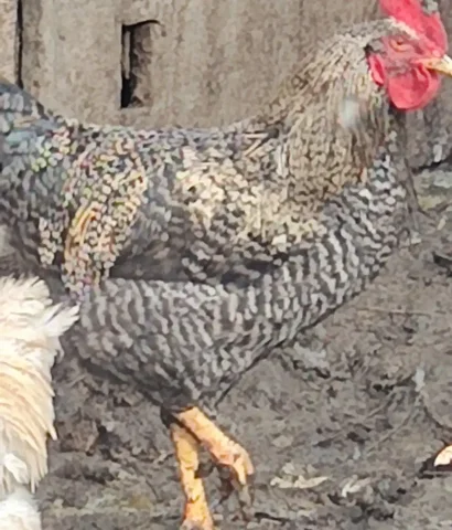 Молодые домашние петушки на лапшу и супчик - Животные в Ангарск