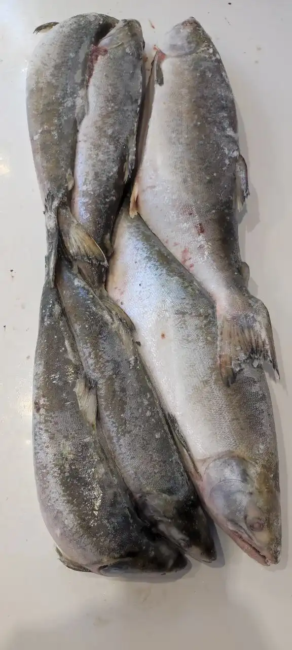 Продажа свежей горбуши серебрянки