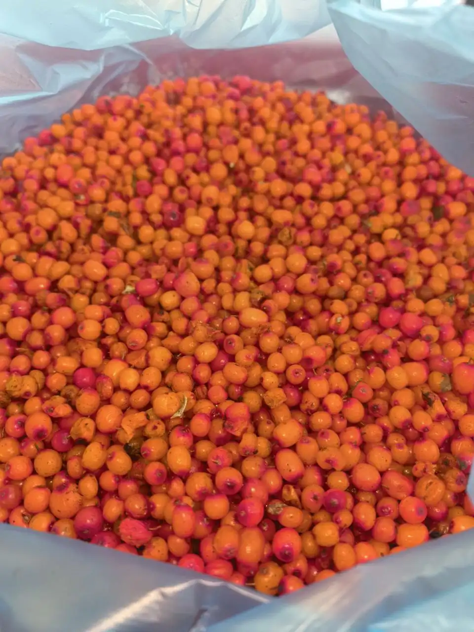 Продажа облепихи