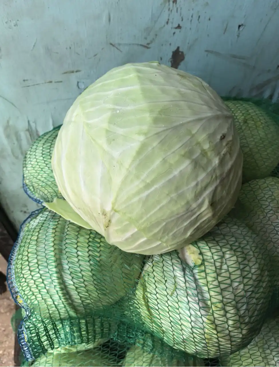 Продажа белокочанной капусты для хранения и засолок
