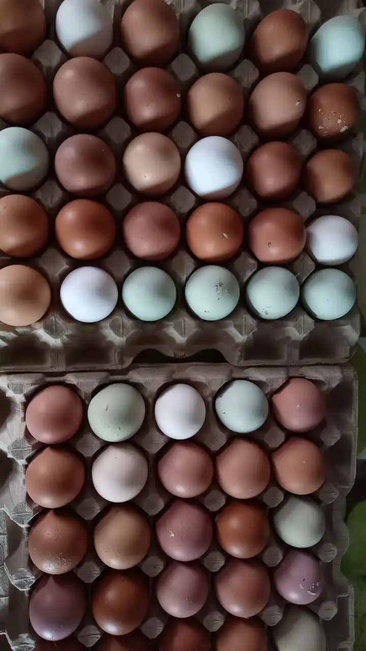 Яйцо куриное ячейка в Ангарске