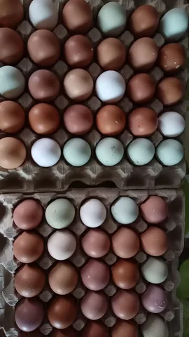 Яйцо куриное ячейка в Ангарске - Для дома и дачи в Ангарск