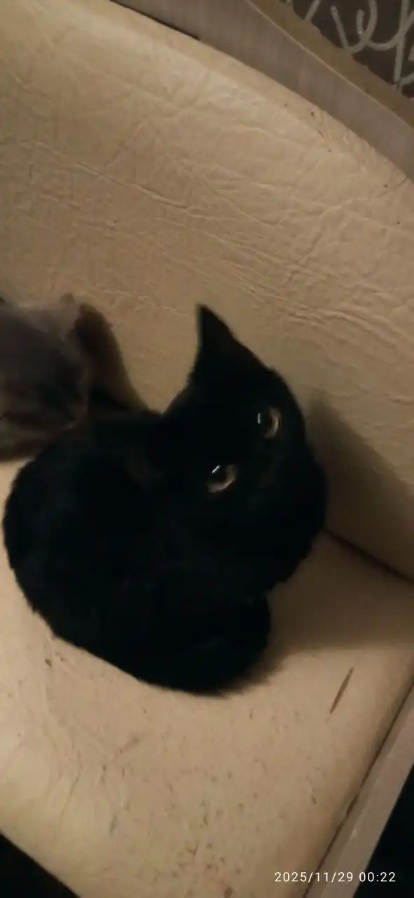 Продажа котят шотландской породы