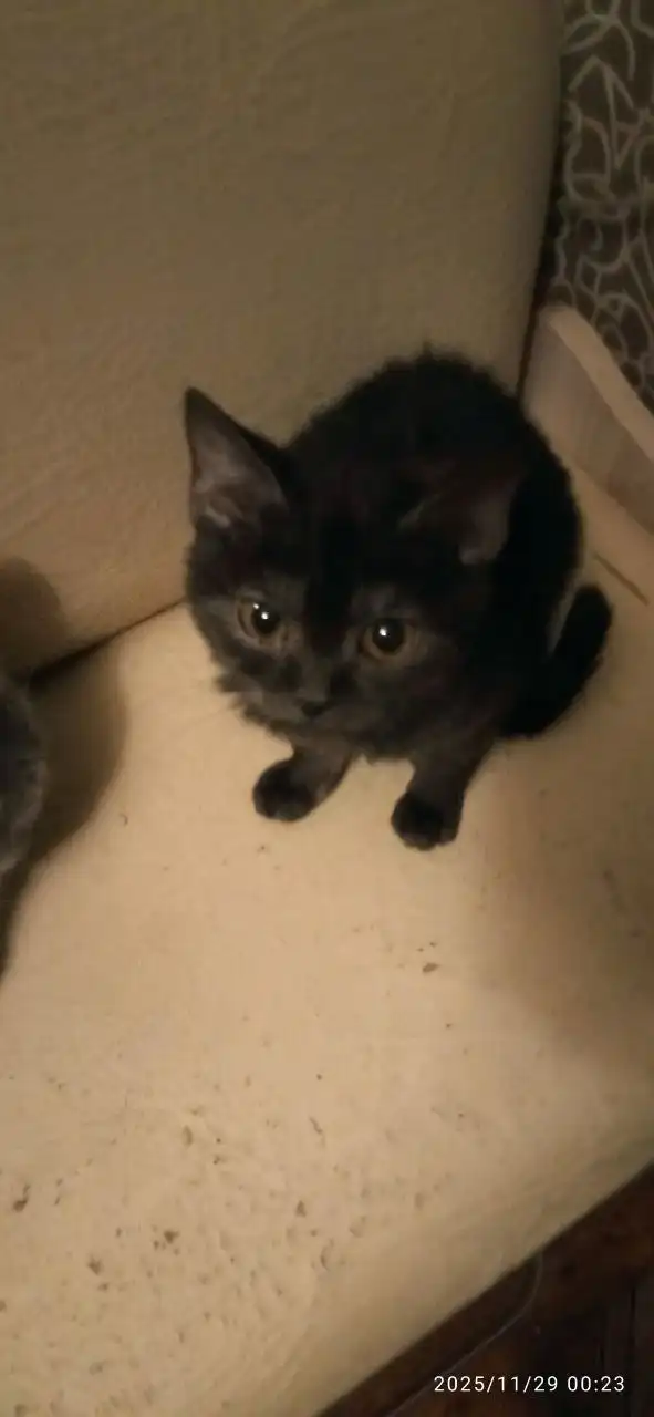 Продажа котят шотландской породы