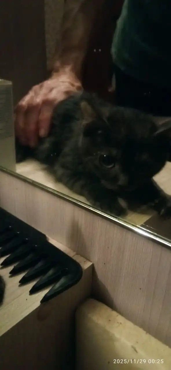 Продажа котят шотландской породы