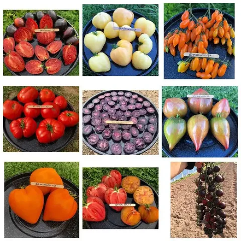 Семена томатов и перца с фиолетовой мякотью - частное объявление в Смоленск