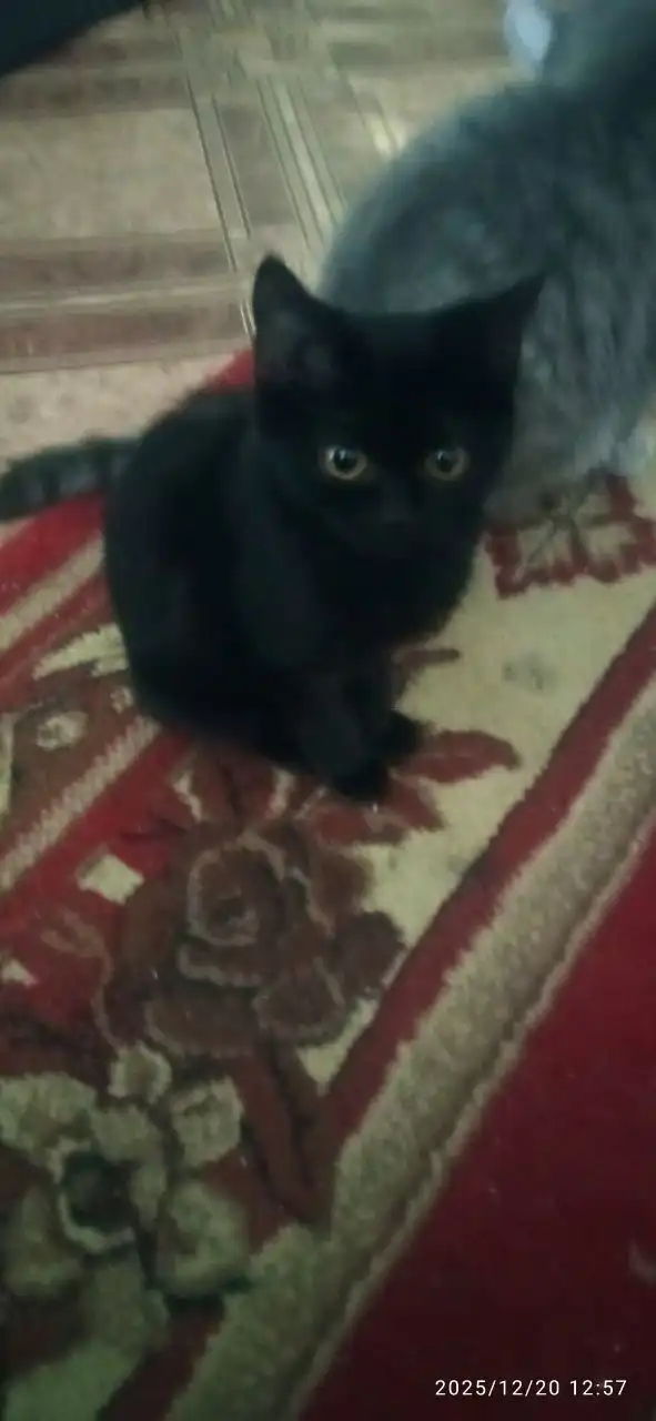 Продажа котят шотландской породы скоттиш-стайт