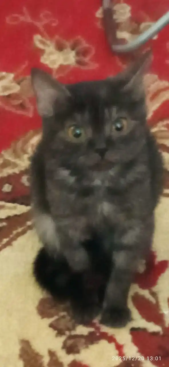 Продажа котят шотландской породы скоттиш-стайт