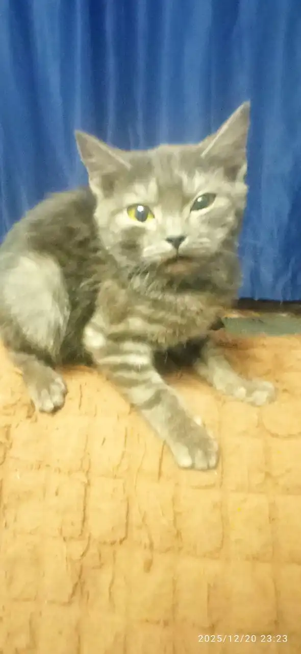 Продажа котят шотландской породы скоттиш-стайт