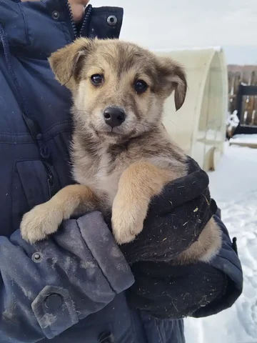 Щенок Сава ищет дом - Животные в Ангарск