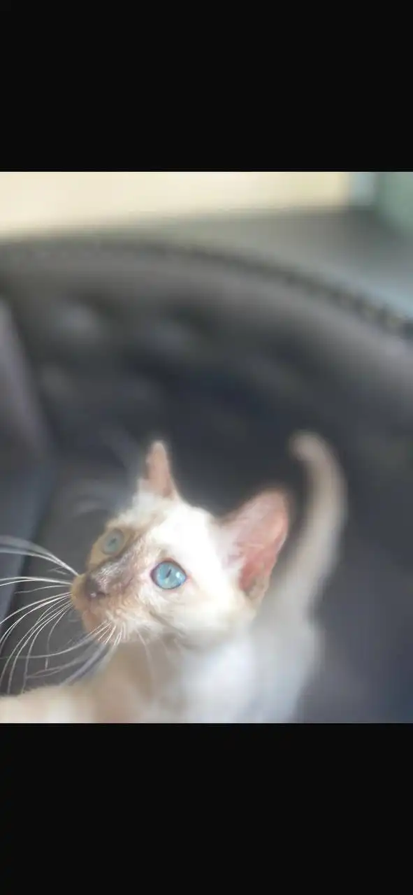 Сиамская кошечка 6 месяцев - Кошки (Животные) в Ангарск