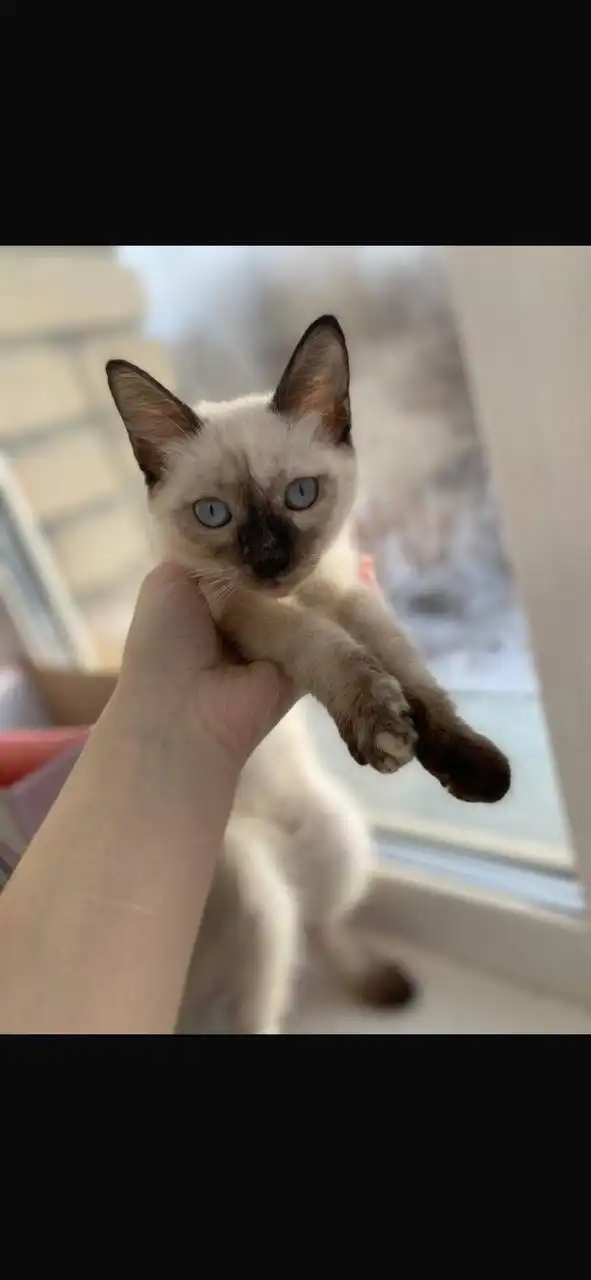 Сиамская кошечка 6 месяцев - Кошки (Животные) в Ангарск