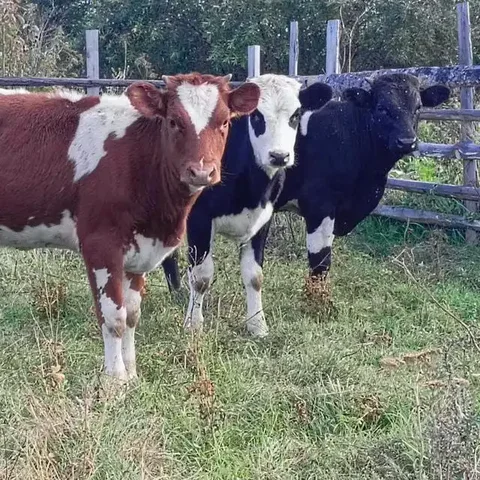 Покупка быков на доращивание - Животные в Ангарск