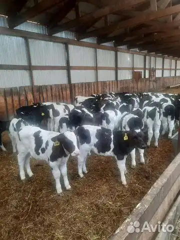 Продажа телят Голштинской породы - Скот (Животные) в Тельма