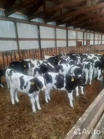Продажа телят Голштинской породы (бычки) - Крупный рогатый скот (Животные) в Тельма