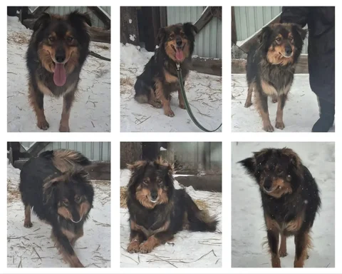 Миша - собака для семьи - Животные в Ангарск